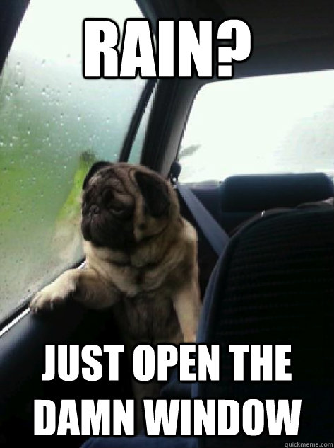 Rain? Just open the damn window - Rain? Just open the damn window  Introspective Pug
