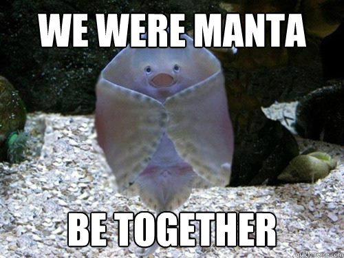 We were manta be together  Adorable Manta Ray