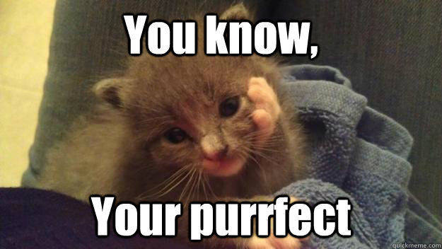 You know, Your purrfect - You know, Your purrfect  Complimenting Cat
