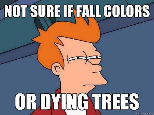Not sure if fall colors  or dying trees  Futurama Fry