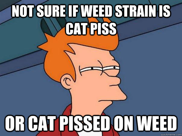 Not sure if weed strain is cat piss Or cat pissed on weed  Futurama Fry