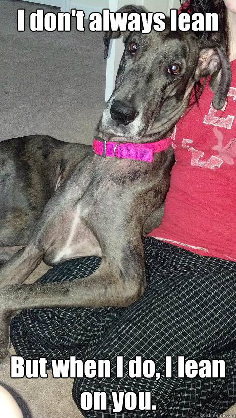 I don't always lean But when I do, I lean on you.  Worlds Most Interesting Great Dane