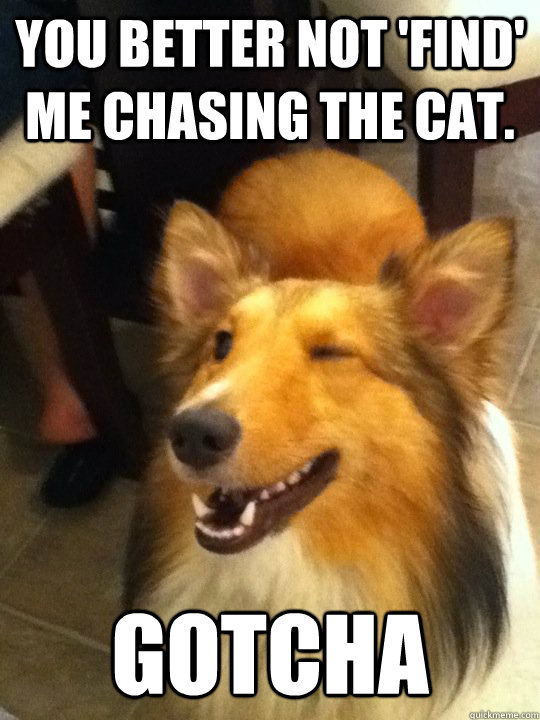 You better not 'find' me chasing the cat. Gotcha  implying dog