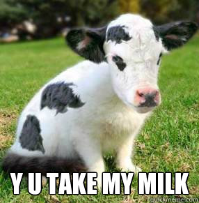  y u take my milk  sad baby cow