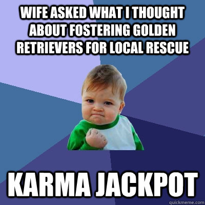 Wife asked what I thought about fostering golden retrievers for local rescue Karma Jackpot  Success Kid