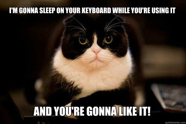 i'm gonna sleep on your keyboard while you're using it and you're gonna like it!  