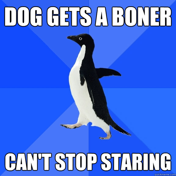 dog gets a boner can't stop staring  Socially Awkward Penguin