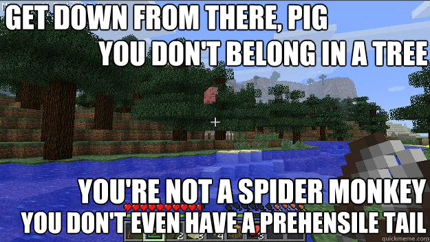 Get down from there, pig You don't belong in a tree You're not a spider monkey You don't even have a prehensile tail  Spider Monkey Pig