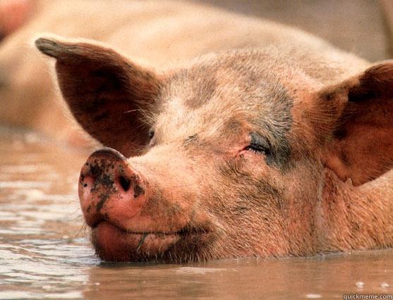 tu kawan aku -   Stoner Pig