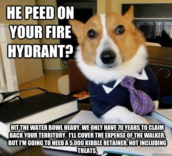 He peed on your fire hydrant? Hit the water bowl heavy, we only have 70 years to claim back your territory.  I'll cover the expense of the walker, but I'm going to need a 5,000 kibble retainer, not including treats.  Lawyer Dog