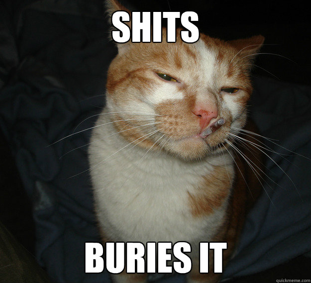 shits buries it  Good Guy Cat