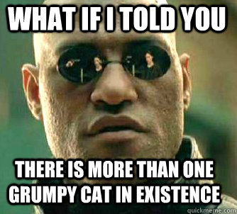 what if i told you There is more than one Grumpy Cat in existence  Matrix Morpheus