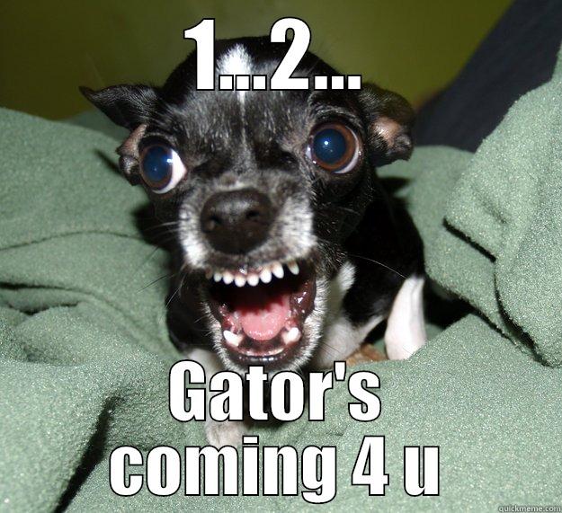 1...2... GATOR'S COMING 4 U Chihuahua Logic