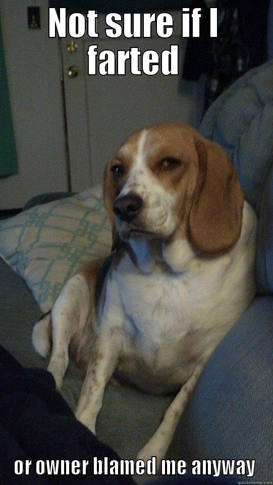 Suspicious Dog - NOT SURE IF I FARTED OR OWNER BLAMED ME ANYWAY Misc