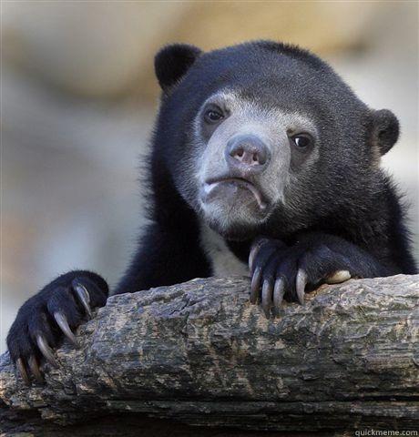     Confession Bear