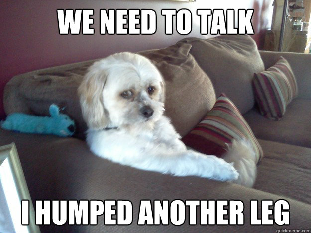 we need to talk i humped another leg - we need to talk i humped another leg  serious conversation dog