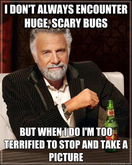 I don't always encounter huge, scary bugs but when I do i'm too terrified to stop and take a picture  The Most Interesting Man In The World