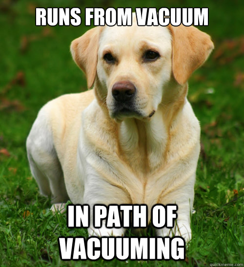 Runs from vacuum in path of vacuuming  Dog Logic
