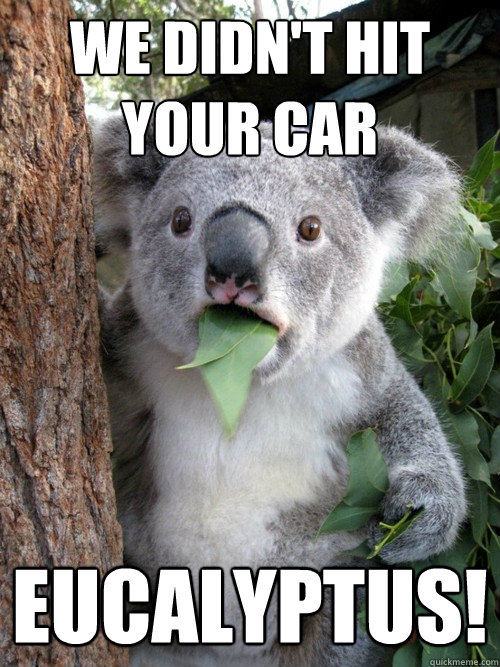 We didn't hit your car Eucalyptus!  koala bear