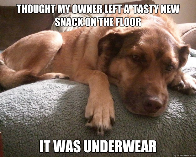 Thought my owner left a  tasty new snack on the floor it was underwear  First World Dog problems