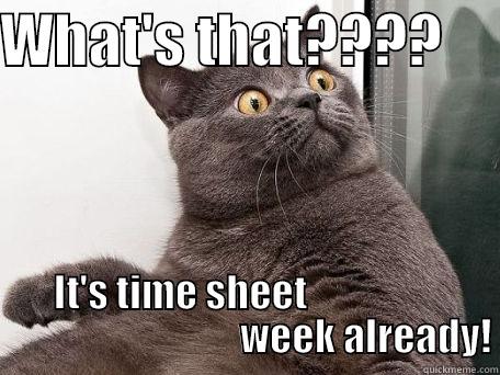 Oh no - WHAT'S THAT????      IT'S TIME SHEET                                                 WEEK ALREADY! conspiracy cat