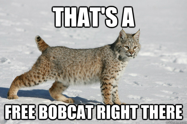 That's a  Free Bobcat right there  Free bobcat