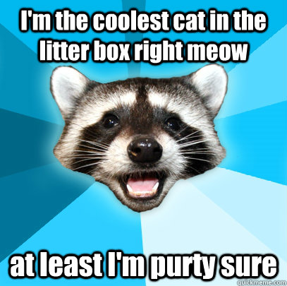 I'm the coolest cat in the litter box right meow at least I'm purty sure  - I'm the coolest cat in the litter box right meow at least I'm purty sure   Lame Pun Coon