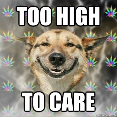too high to care  Stoner Dog