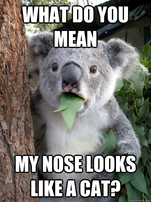what do you mean my nose looks like a cat?  Surprised Koala