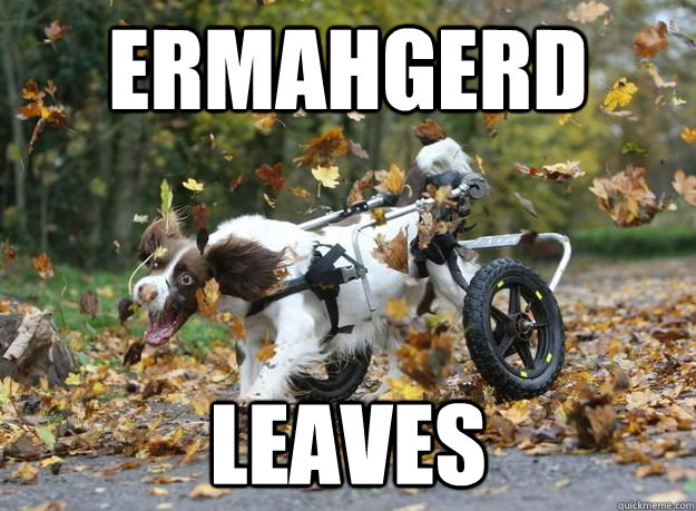 Ermahgerd leaves  ERMAHGERD