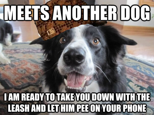 Meets another dog I am ready to take you down with the leash and let him pee on your phone - Meets another dog I am ready to take you down with the leash and let him pee on your phone  Misc