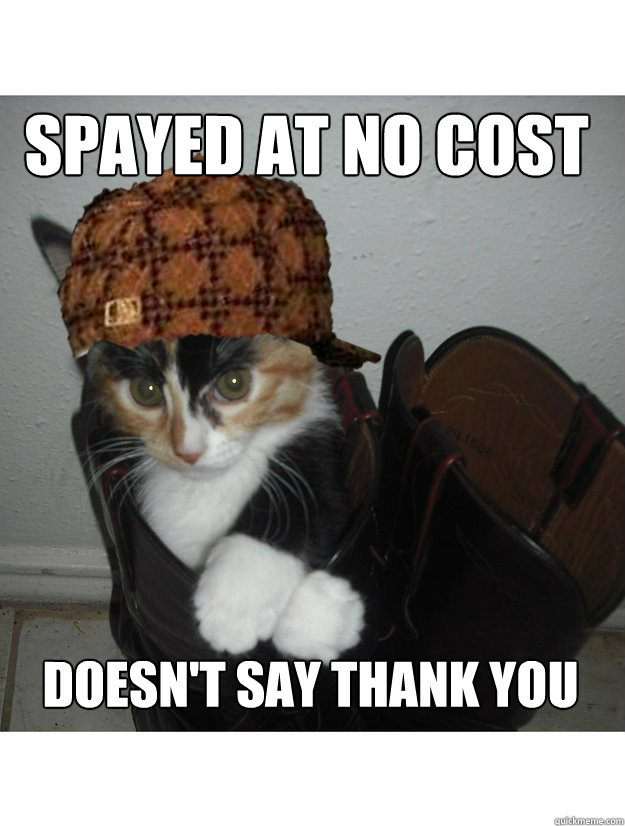 spayed at no cost doesn't say thank you  