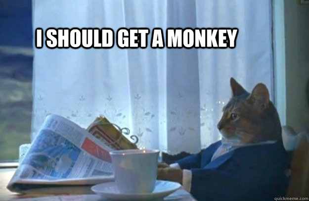 i should get a monkey  Sophisticated Cat