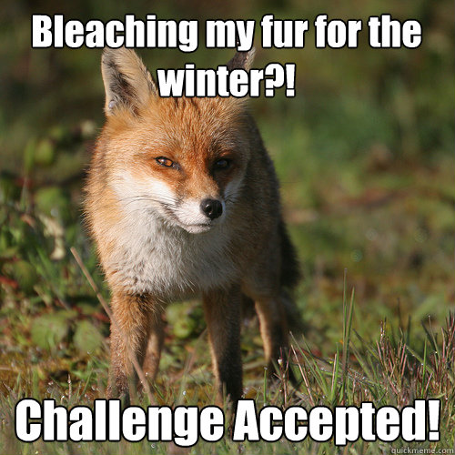 Bleaching my fur for the winter?! Challenge Accepted!  Smug Fox