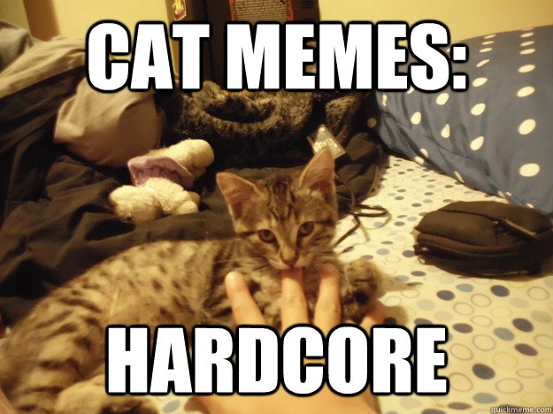 cat memes: hardcore  