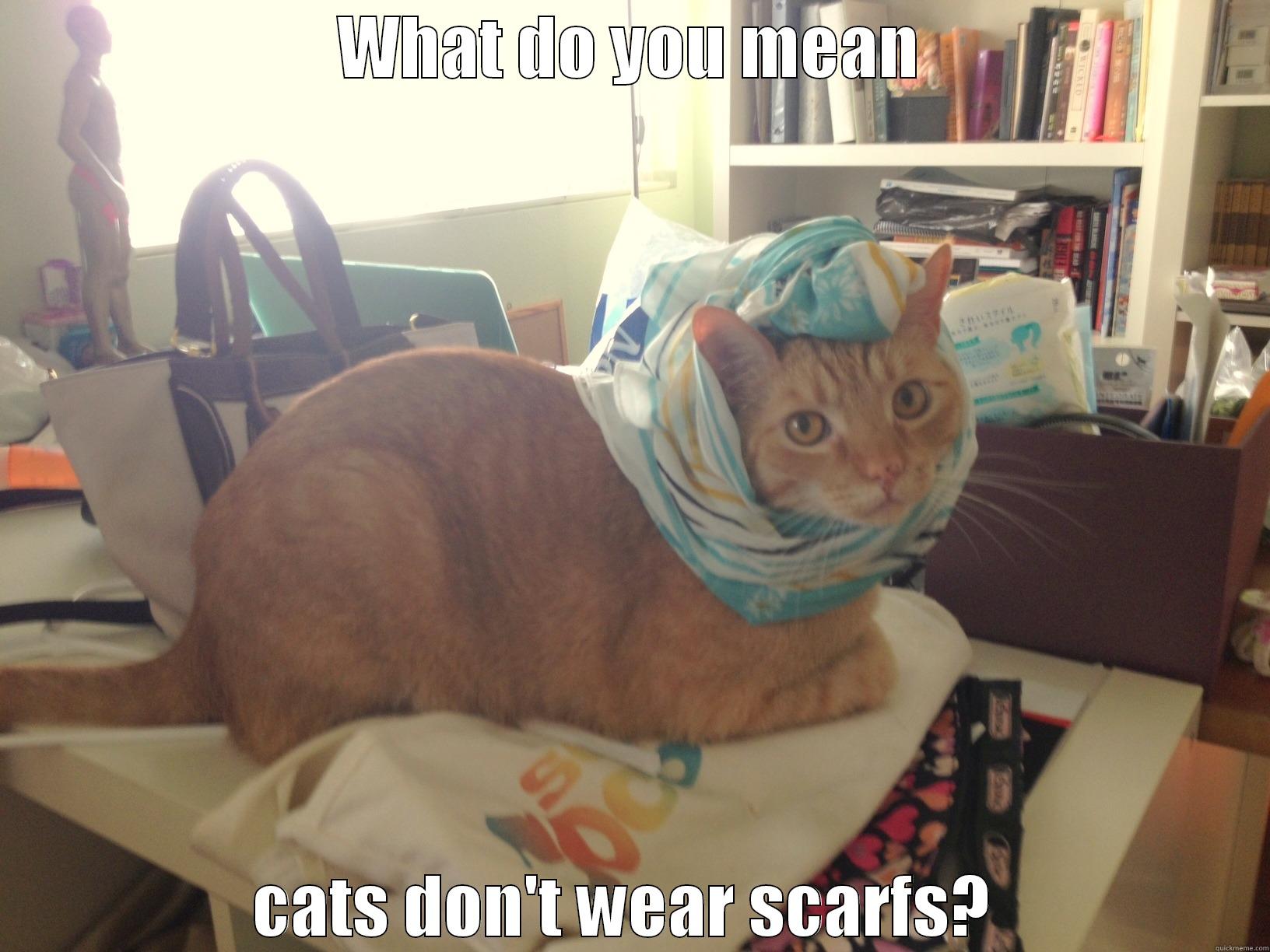 WHAT DO YOU MEAN CATS DON'T WEAR SCARFS?  Misc