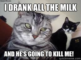 I drank all the milk And he's going to kill me! - I drank all the milk And he's going to kill me!  Suspicious Cat