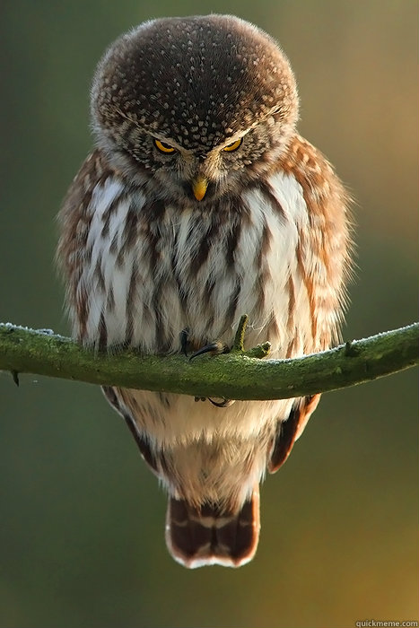   -    Angry Owl