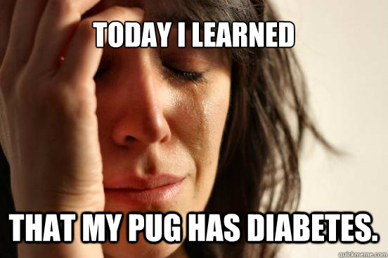today i learned that my pug has diabetes.  First World Problems