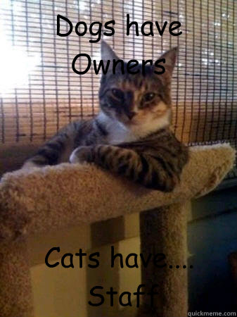 Dogs have Owners Cats have....
 Staff  The Most Interesting Cat in the World