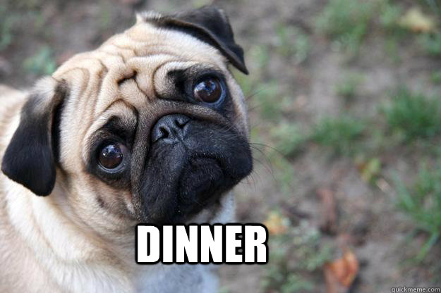 Dinner  First World Dog problems
