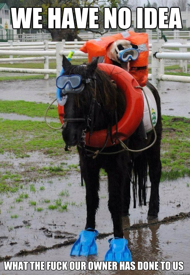 We HAVE NO IDEA What the fuck our owner has done to us - We HAVE NO IDEA What the fuck our owner has done to us  horsenoidea