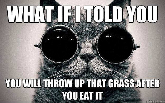 what if I told you you will throw up that grass after you eat it - what if I told you you will throw up that grass after you eat it  Morpheus Cat Facts