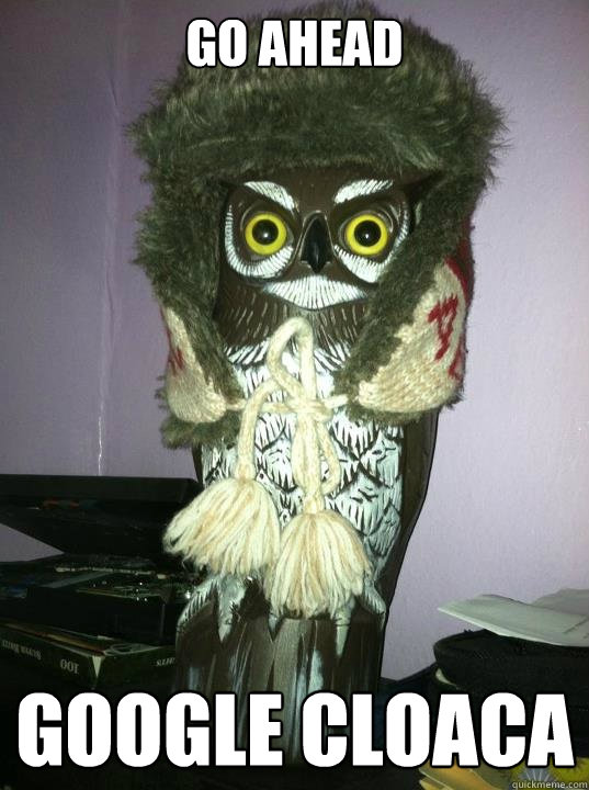 GO Ahead Google Cloaca - GO Ahead Google Cloaca  hoots1