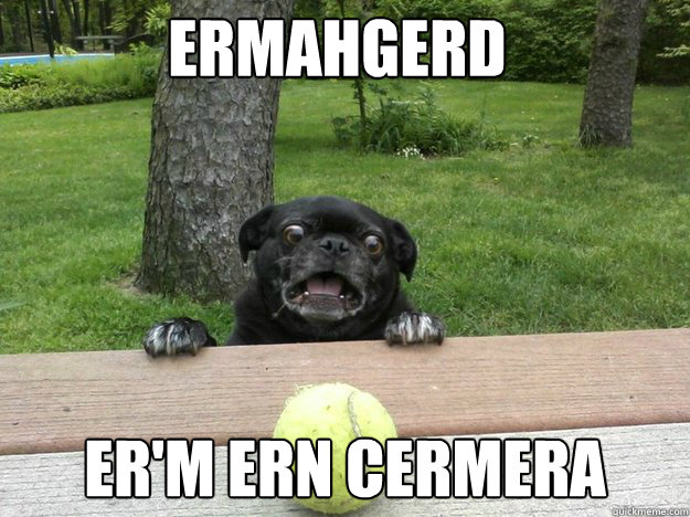 Ermahgerd Er'm ern cermera  Berks Dog