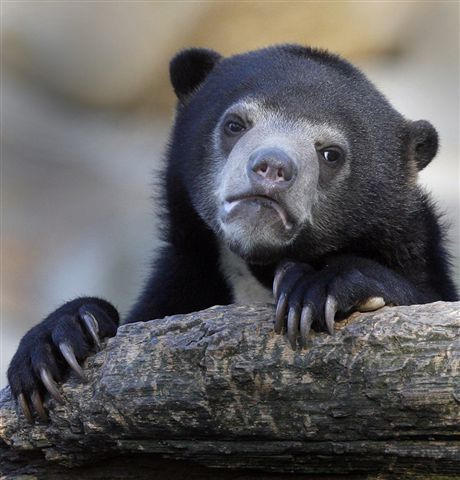 IF YOUR FACEBOOK PROFILE PICTURE IS AN ANIME CHARACTER I AUTOMATICALLY ASSUME YOU ARE UGLY AS FUCK Confession Bear