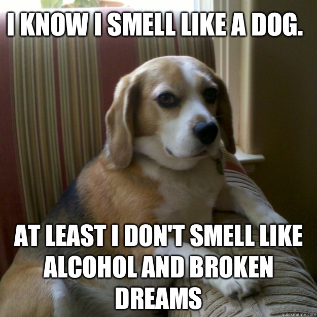 I know I smell like a dog. At least I don't smell like alcohol and broken dreams  judgmental dog