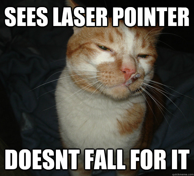 Sees Laser pointer doesnt fall for it  Cool Cat Craig