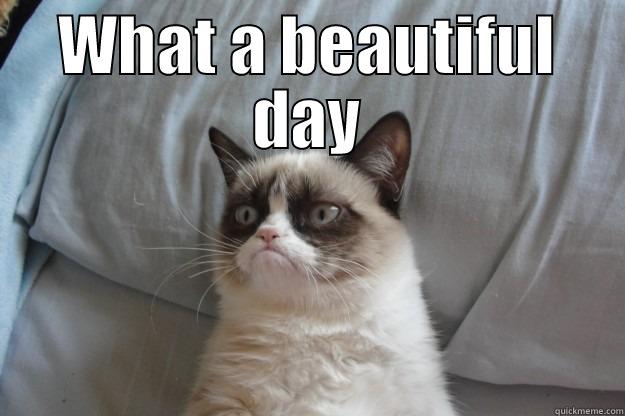 What a beautiful day - WHAT A BEAUTIFUL DAY  Grumpy Cat