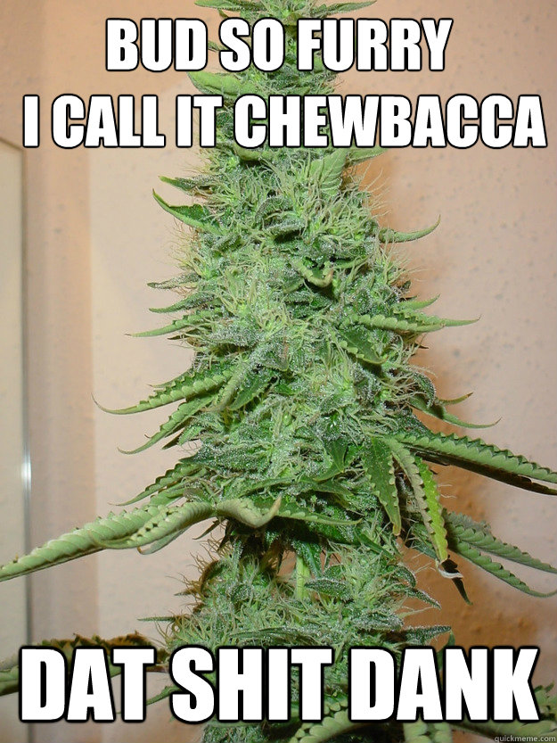 Bud so furry
 I call it Chewbacca Dat shit dank  